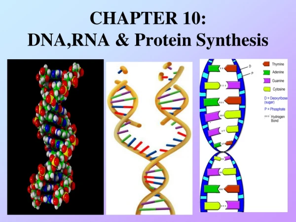 CHAPTER 10:   DNA,RNA &amp; Protein Synthesis