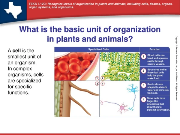 What is the basic unit of organization in plants and animals?