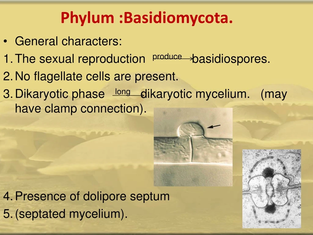 phylum basidiomycota
