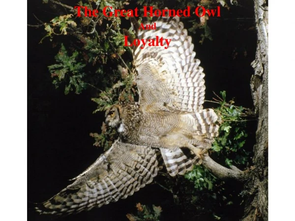 The Great Horned Owl And Loyalty