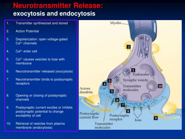 Neurotransmitter Release:     exocytosis and endocytosis