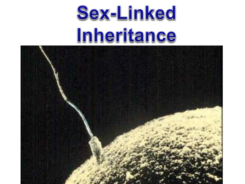 sex linked inheritance