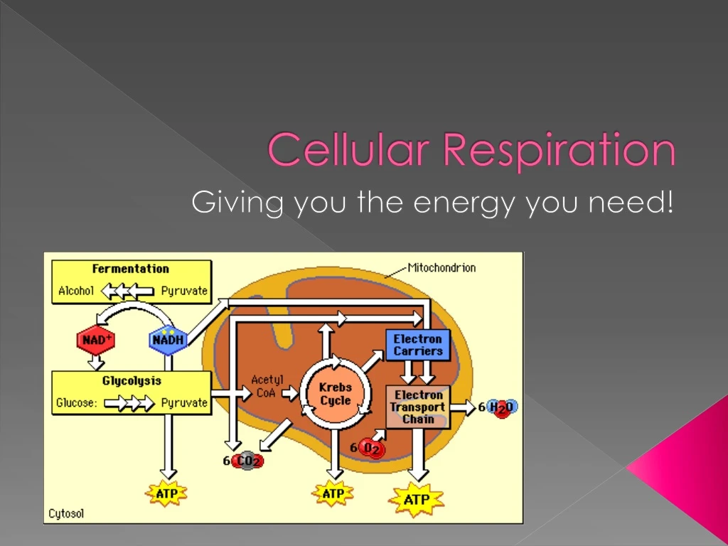 cellular respiration