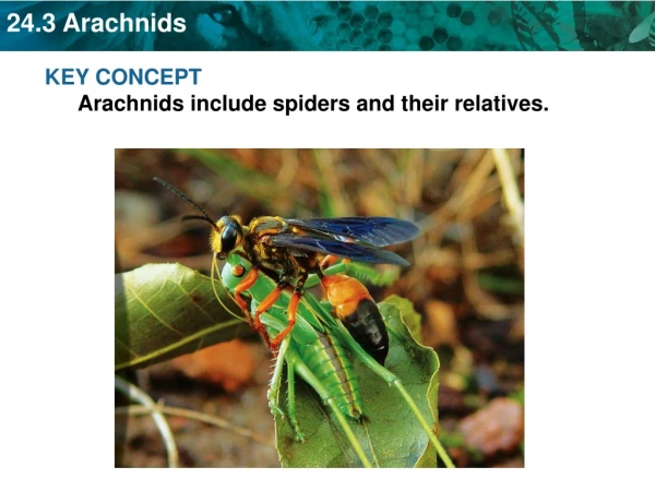 KEY CONCEPT  Arachnids include spiders and their relatives.