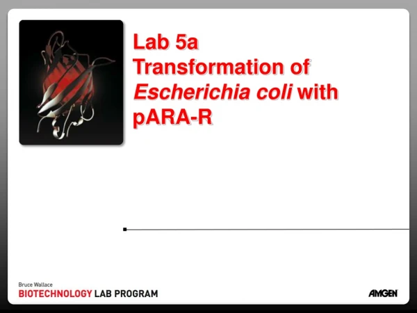 Lab 5a  Transformation of  Escherichia coli  with pARA-R