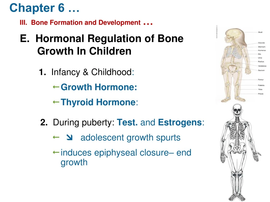 chapter 6 iii bone formation and development e hormonal regulation of bone growth in children