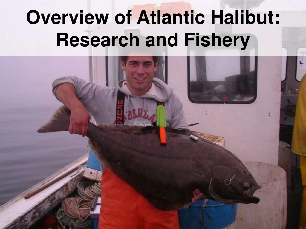 overview of atlantic halibut research and fishery