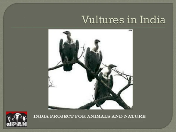 Vultures in India