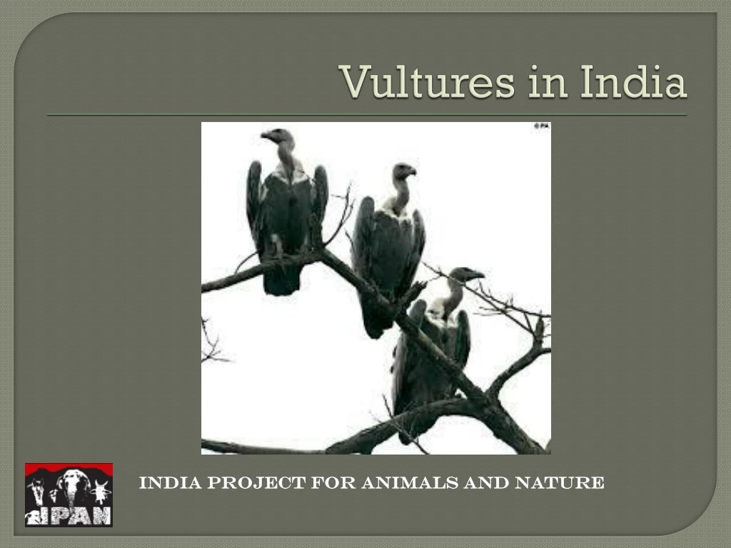 vultures in india