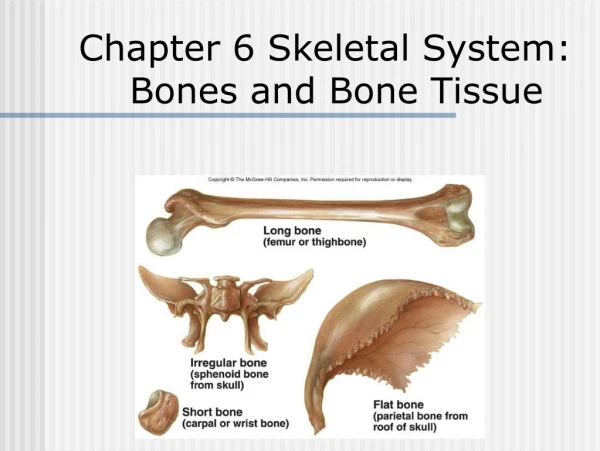 Chapter 6 Skeletal System: Bones and Bone Tissue