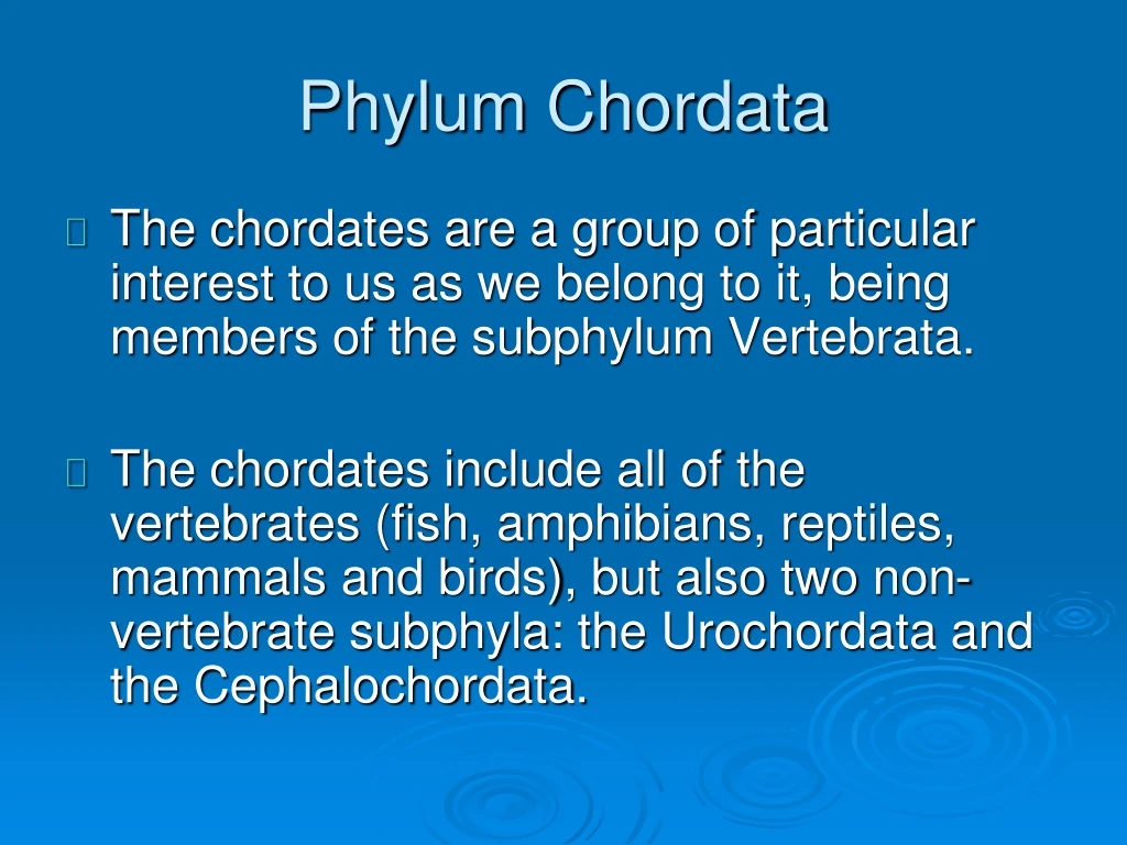 phylum chordata