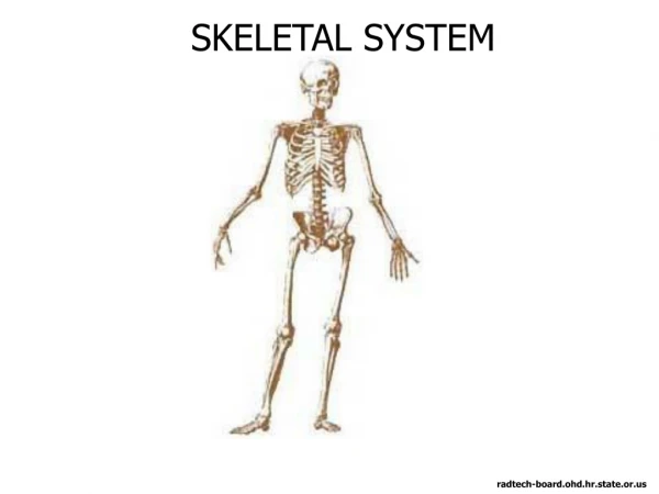 SKELETAL SYSTEM