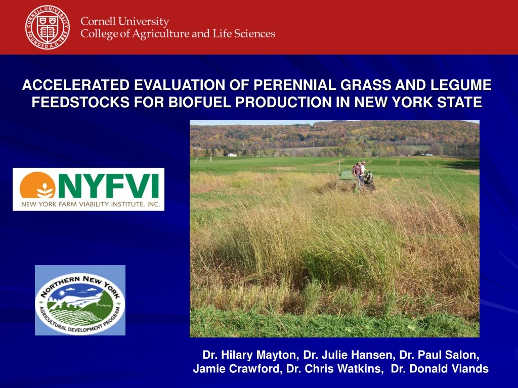 accelerated evaluation of perennial grass