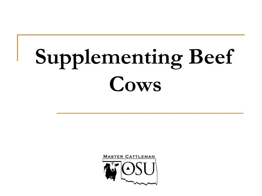 supplementing beef cows