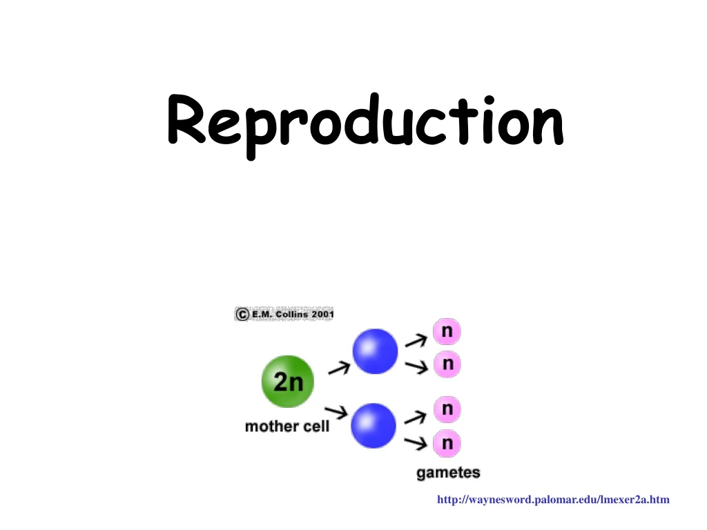 reproduction