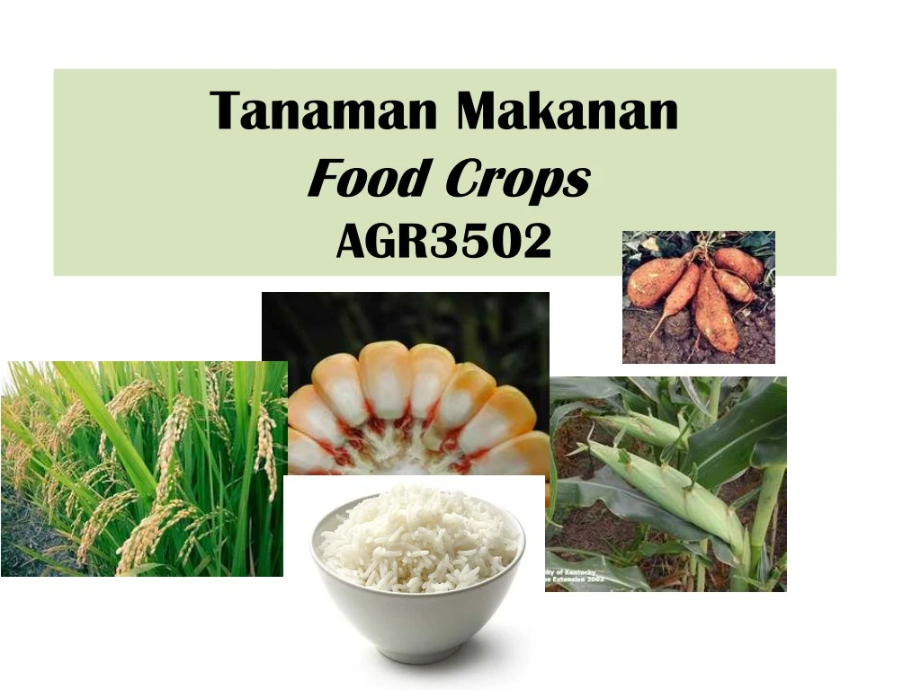 tanaman makanan food crops agr3502