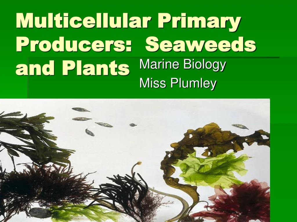 multicellular primary producers seaweeds and plants