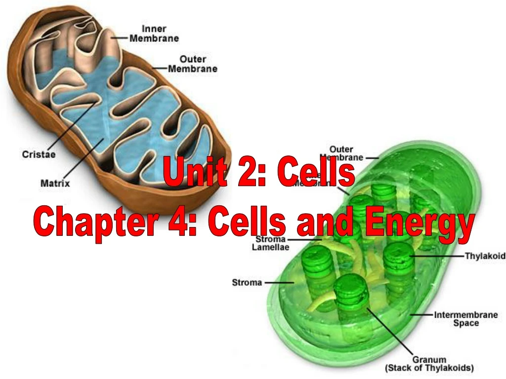 unit 2 cells chapter 4 cells and energy