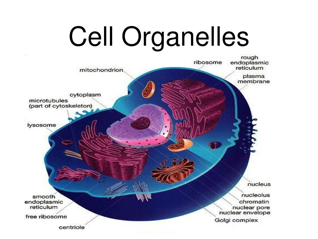 cell organelles