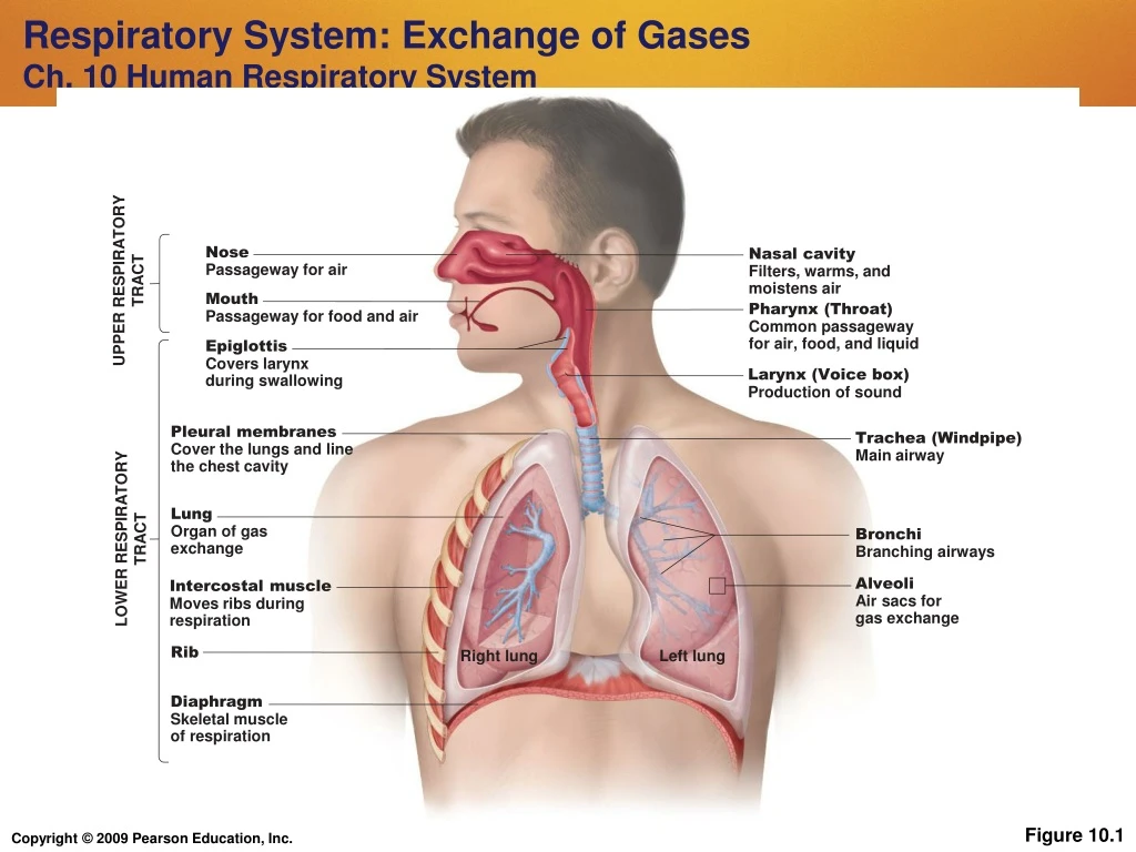 respiratory system exchange of gases ch 10 human respiratory system