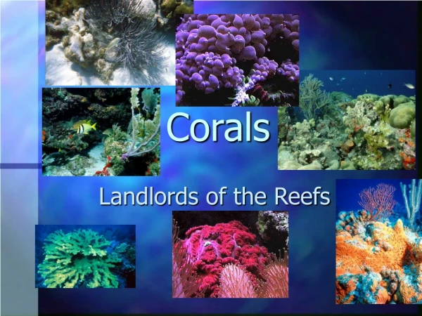 Corals