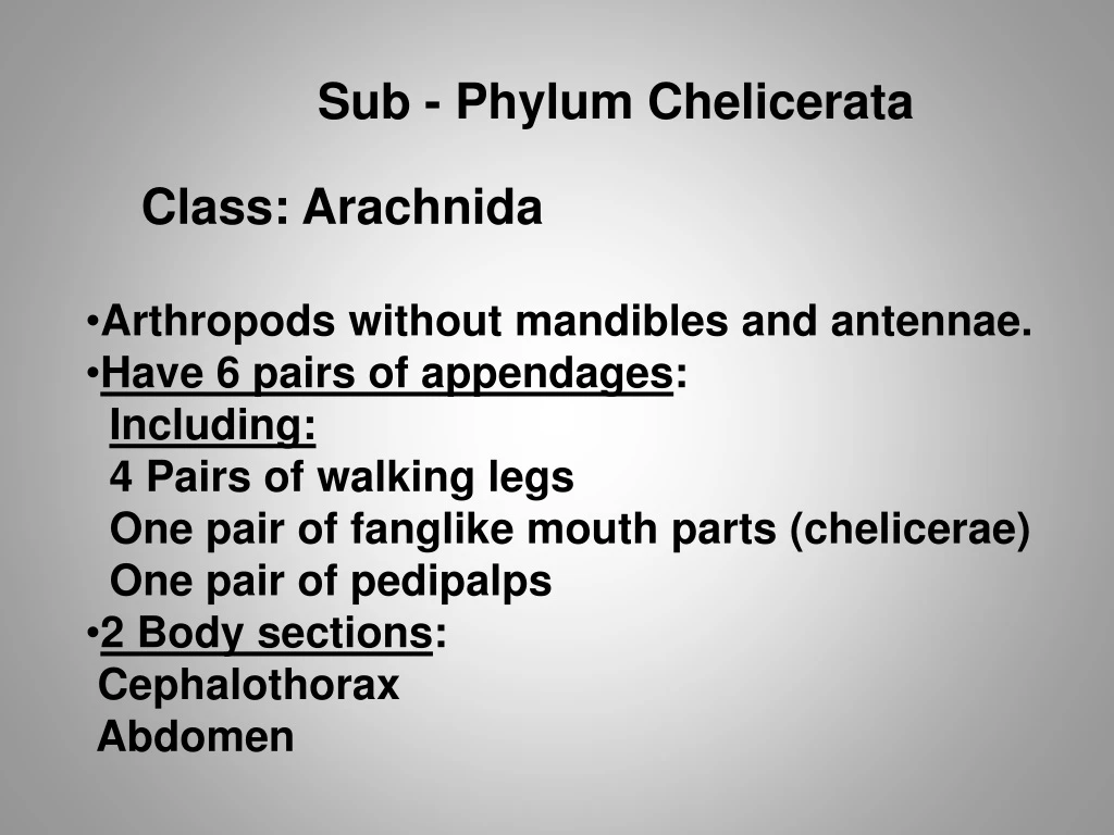 sub phylum chelicerata