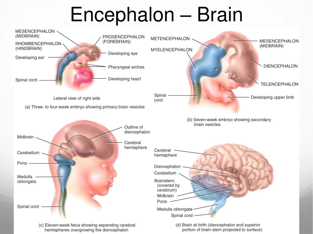 encephalon brain
