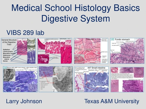 Medical School Histology Basics Digestive System
