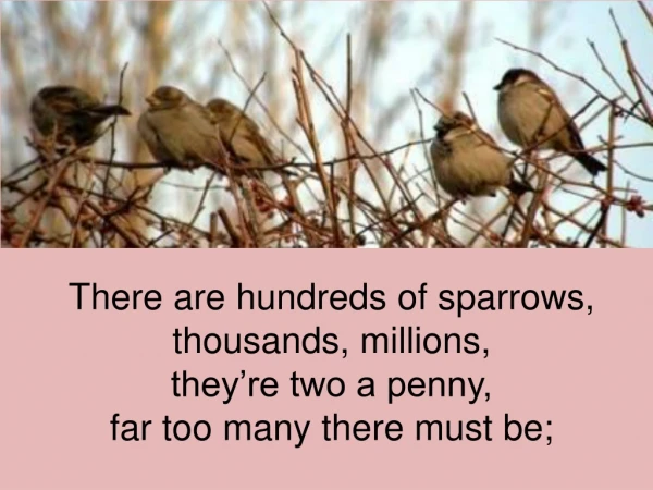 There are hundreds of sparrows, thousands, millions, they’re two a penny,