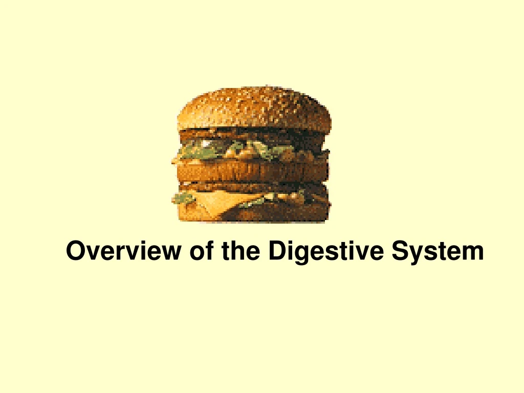 overview of the digestive system