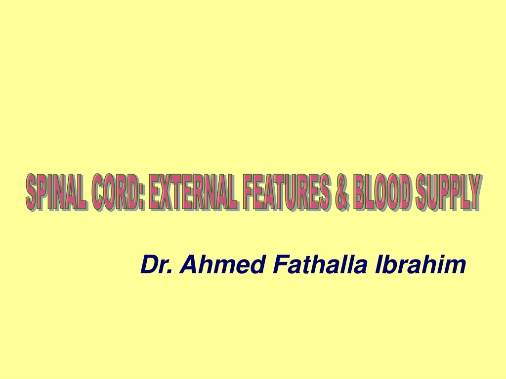 spinal cord external features blood supply