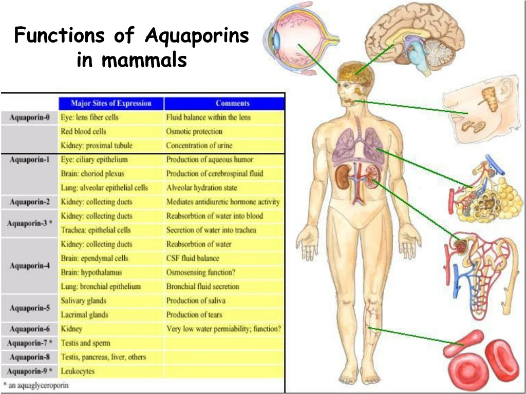 functions of aquaporins in mammals