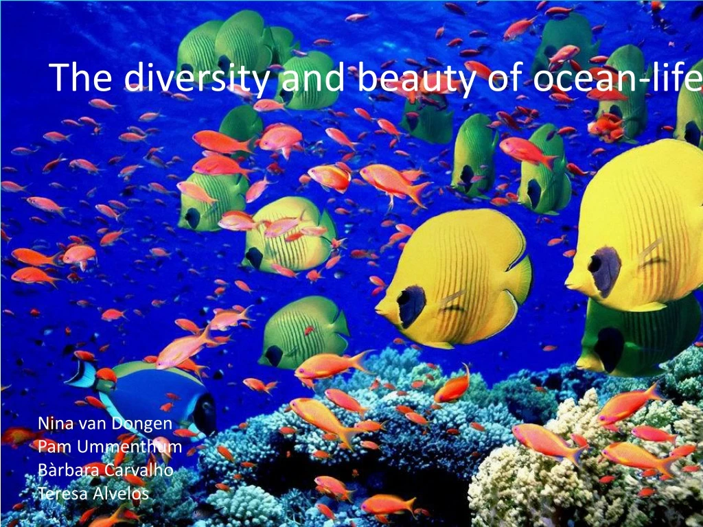 the diversity and beauty of ocean life