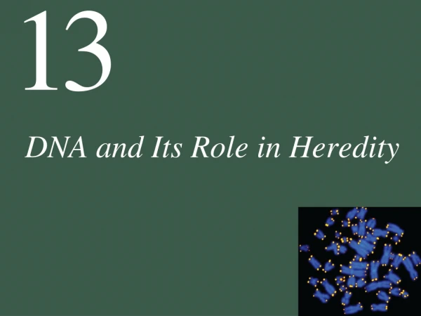 DNA and Its Role in Heredity