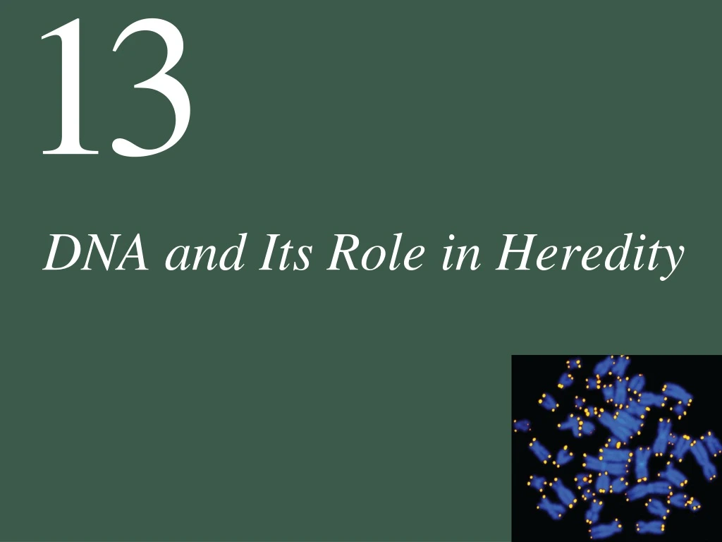 dna and its role in heredity