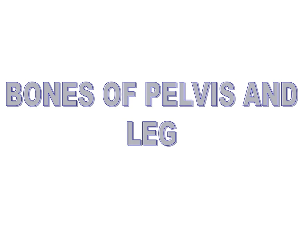 bones of pelvis and leg