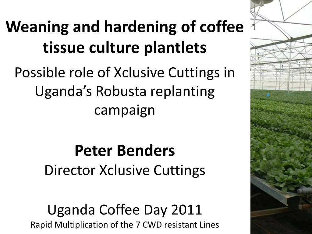 weaning and hardening of coffee tissue culture