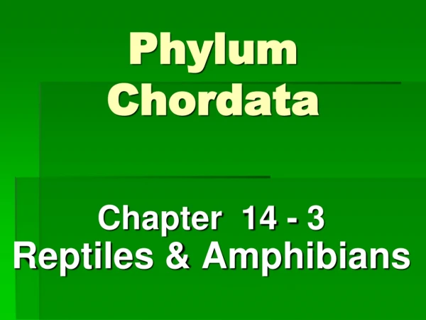 Phylum  Chordata
