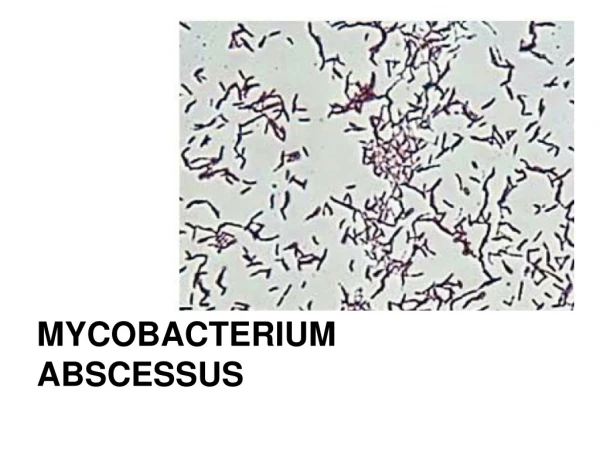 MYCOBACTERIUM ABSCESSUS