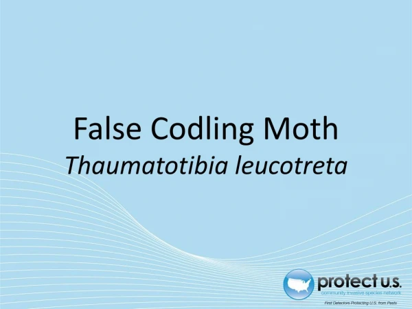 False Codling Moth Thaumatotibia leucotreta