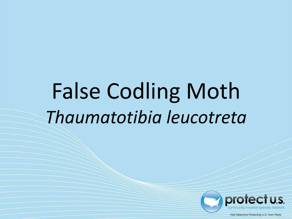 false codling moth thaumatotibia leucotreta