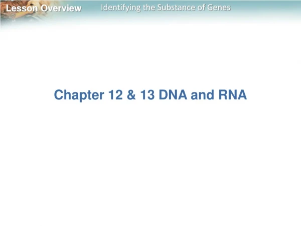 Chapter 12 &amp; 13 DNA and RNA