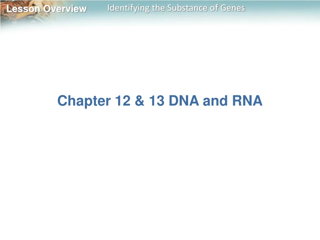 chapter 12 13 dna and rna