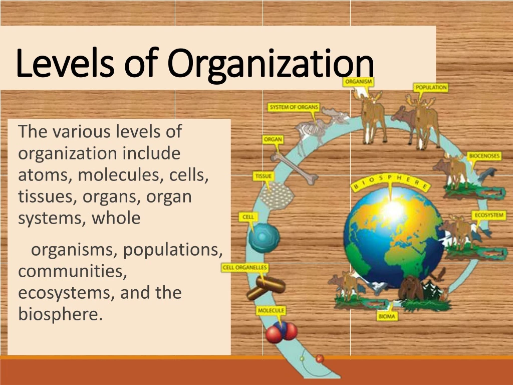 levels of organization