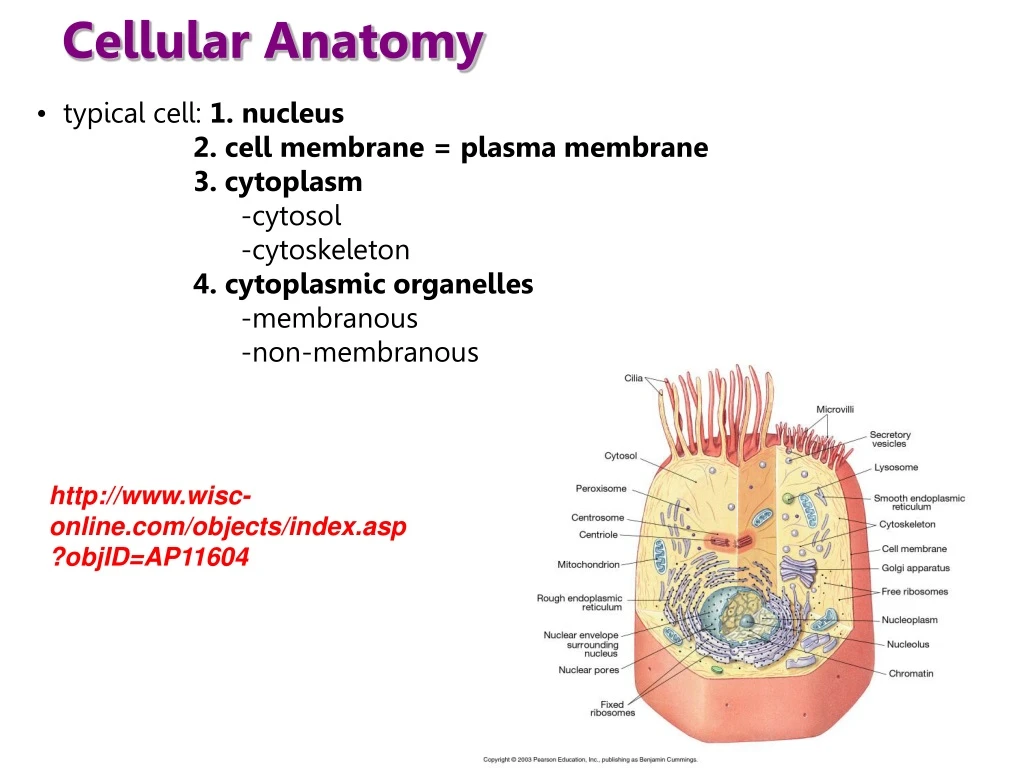 cellular anatomy