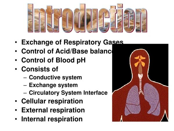 Exchange of Respiratory Gases Control of Acid/Base balance Control of Blood pH Consists of