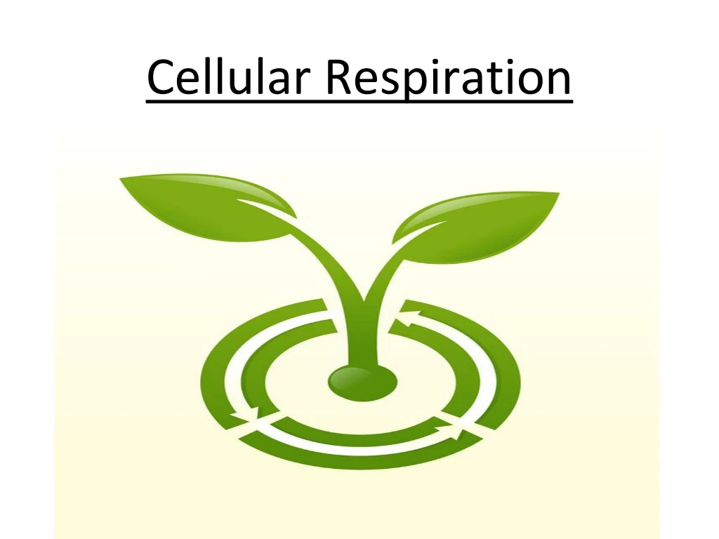 cellular respiration