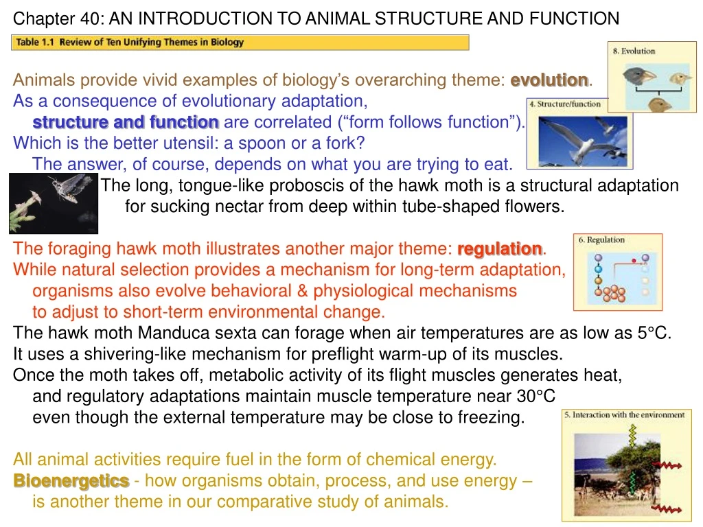 chapter 40 an introduction to animal structure