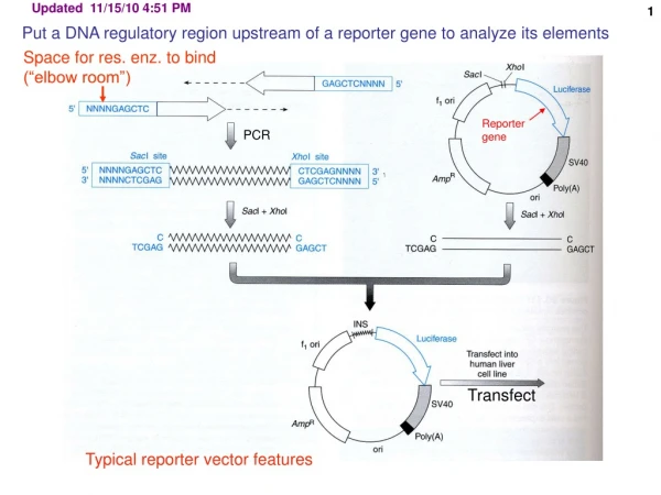Put a DNA regulatory region upstream of a reporter gene to analyze its elements