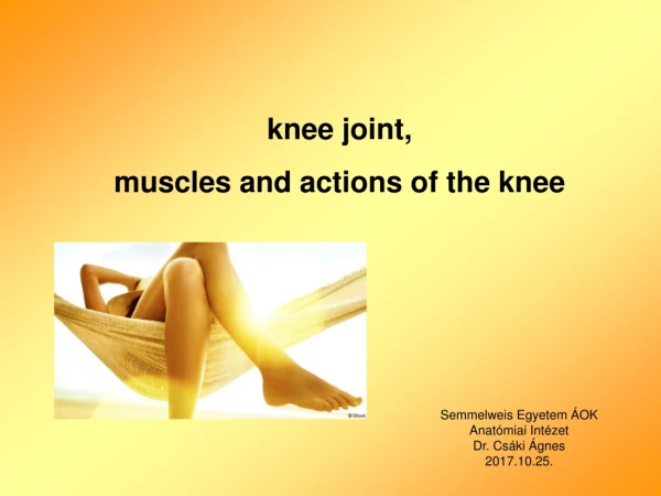 knee joint, muscles and actions of the knee